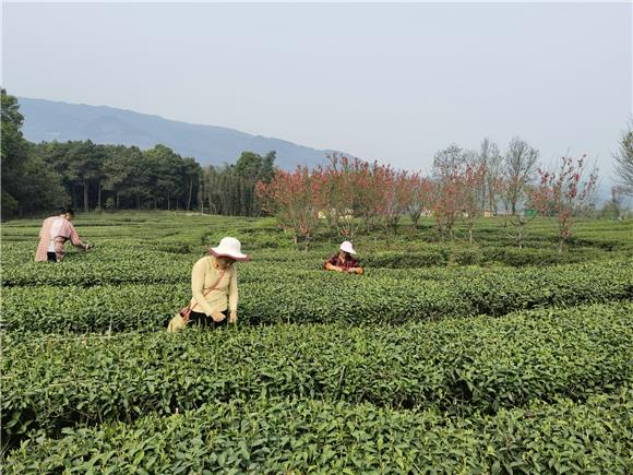 茶农正在采茶。特约通讯员 李慧敏 摄