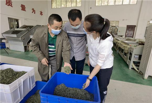 新出炉的春茶。特约通讯员 李慧敏 摄