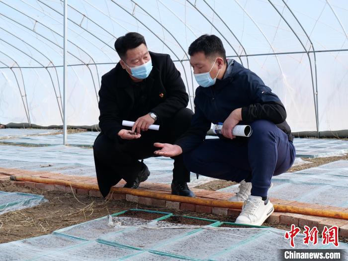 图为苑庆飞(左)和刘辉查看羊草发芽情况。　胡建华 摄