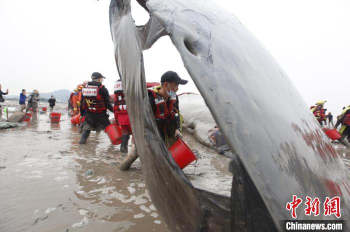 浙江象山搁浅鲸鱼重回大海专家建议或可加强后续观察