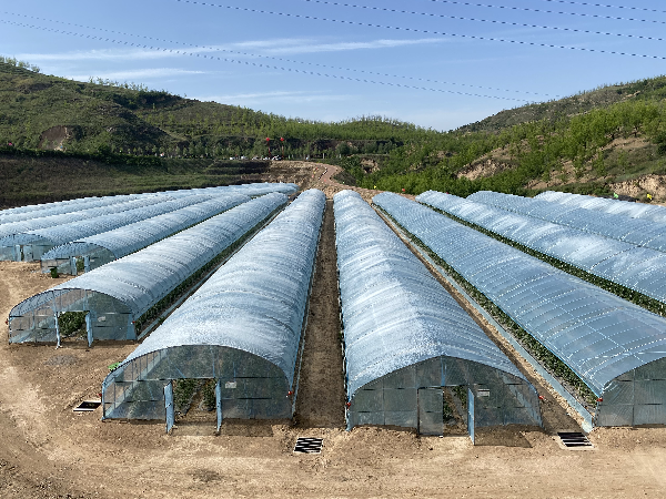 清涧挂牌陕西首个盒马县 数字技术加速县域产业升级