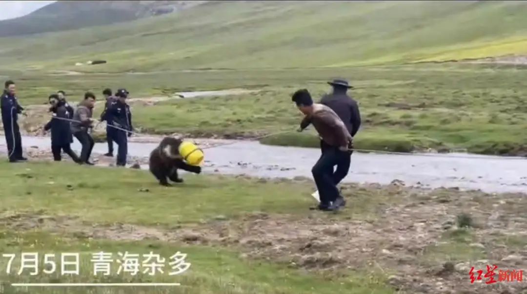 300斤棕熊偷吃粮食被卡塑料桶，警民联手营救，“人和熊都很紧张”