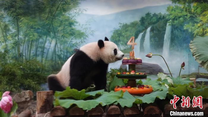 杭州动物园大熊猫香果庆生 享用“冰冻蛋糕”